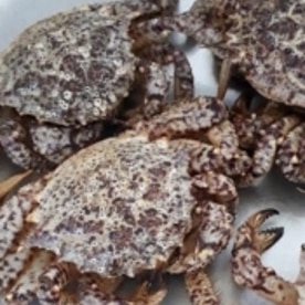 トゲクリガニのゆで方 レシピ 作り方 By 林檎じゃむ 楽天レシピ トゲクリガニのゆで方 レシピ 作り方 By 林檎じゃむ 楽天レシピ